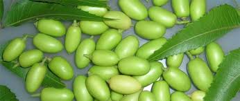 Neem Seeds Manufacturer Supplier Wholesale Exporter Importer Buyer Trader Retailer in Hyderabad Gujarat India